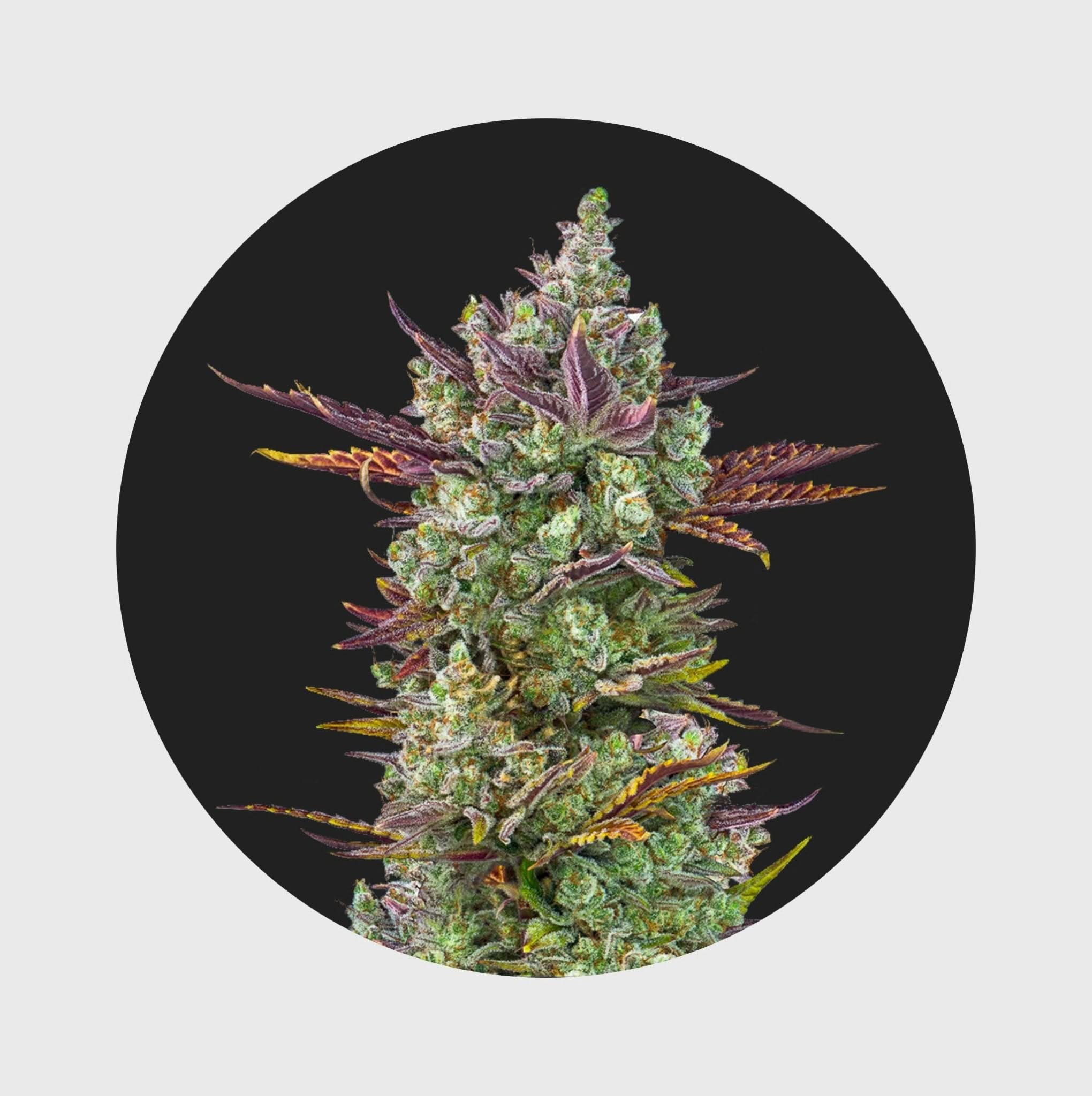 Produktbild 6