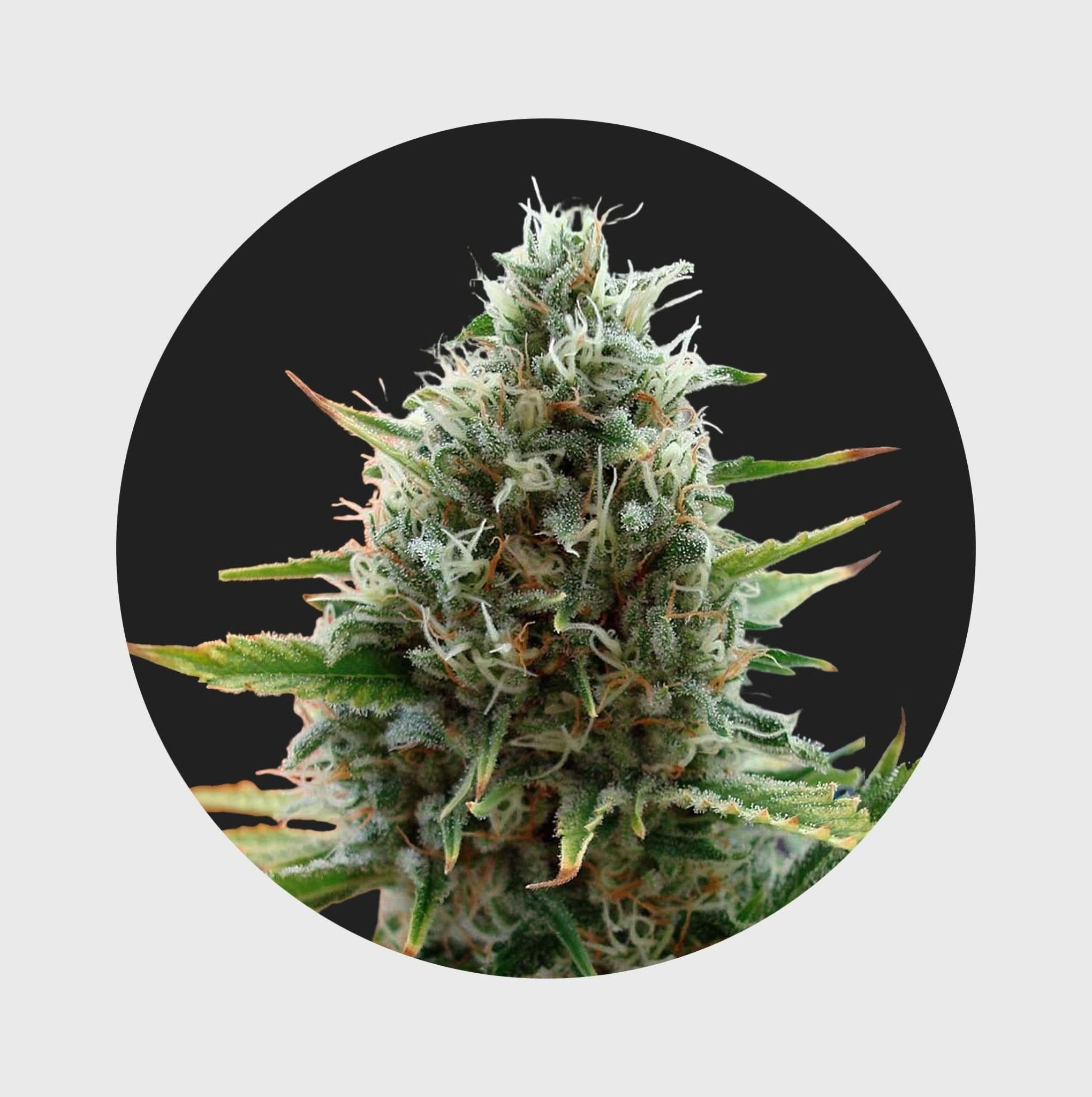 Produktbild 6
